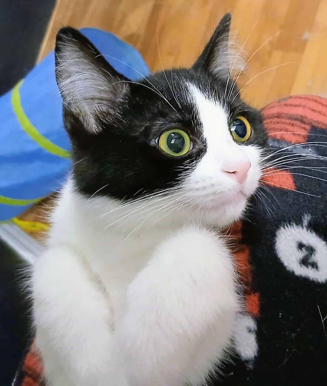 Mona, ADOPTABLE, Kitten Female Domestic Short Hair.