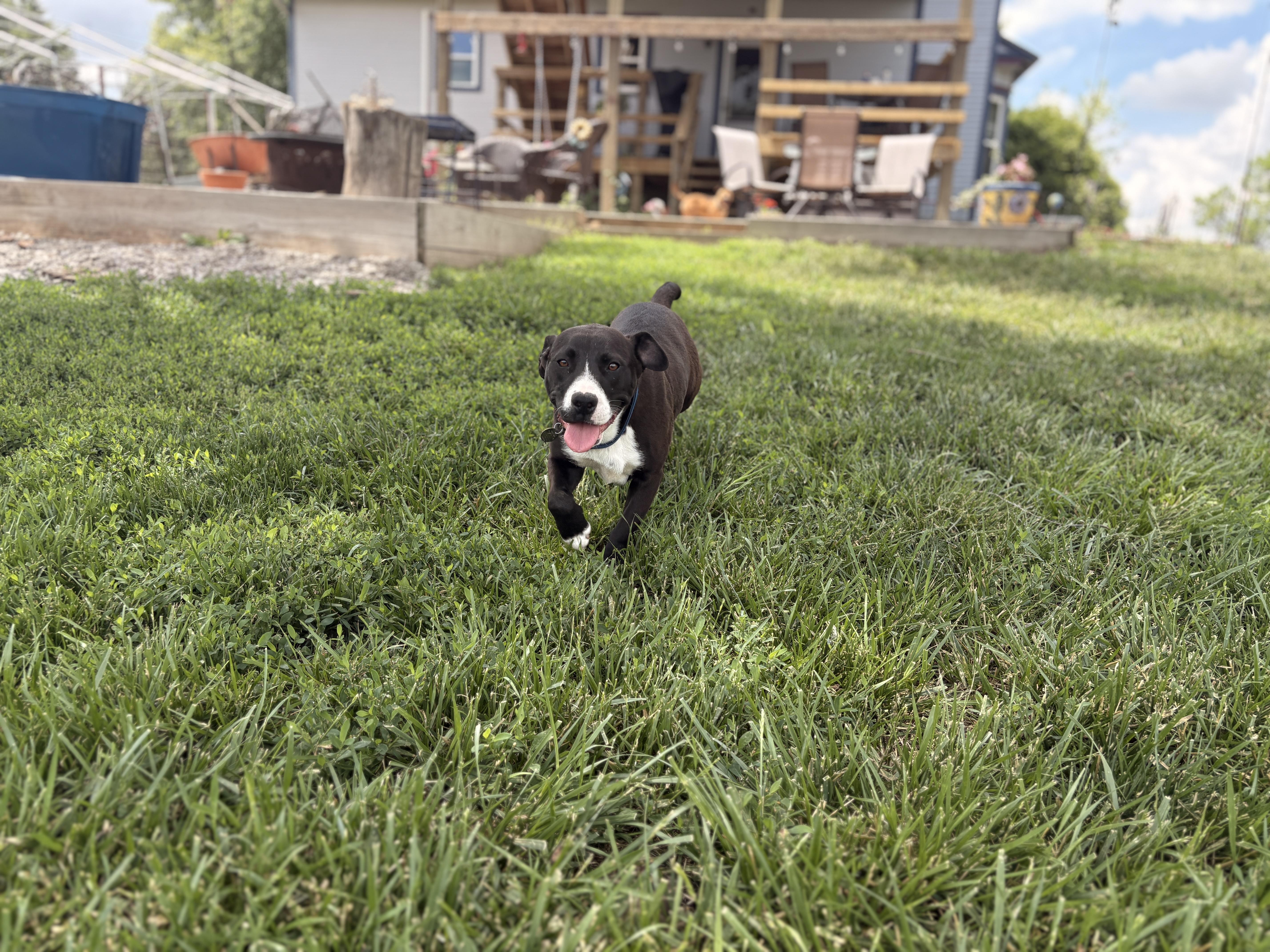 Harley, adopted, Young Female Pit Bull Terrier.