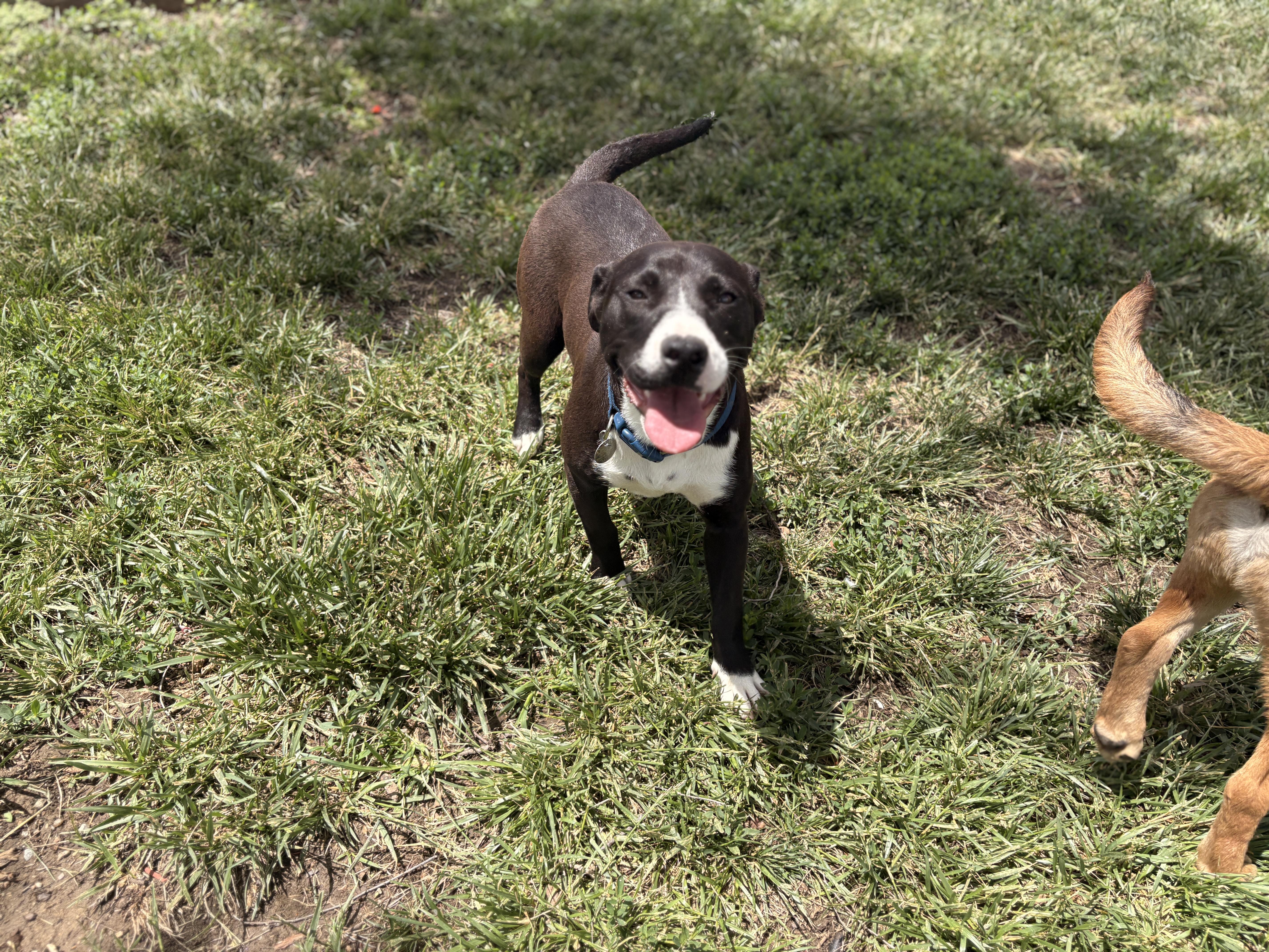 Harley, an adopted mixed breed in Pawnee City, NE image 2/3