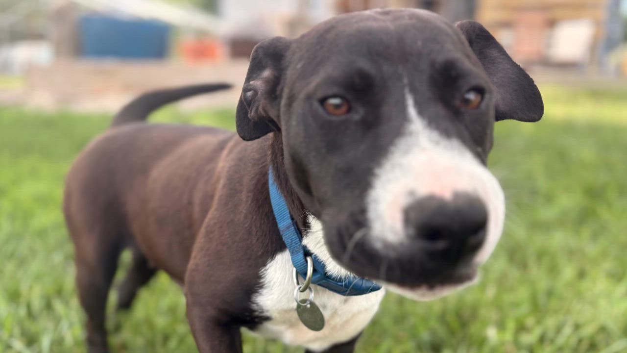 Enlarge Harley, an adopted mixed breed in Pawnee City, NE video 3/3