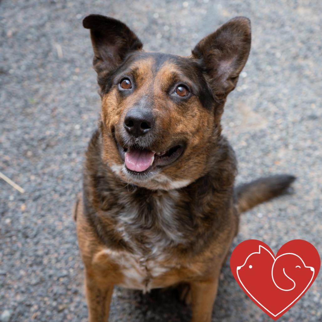 Sampson, Adoptable, Adult Male Shepherd & Mixed Breed.