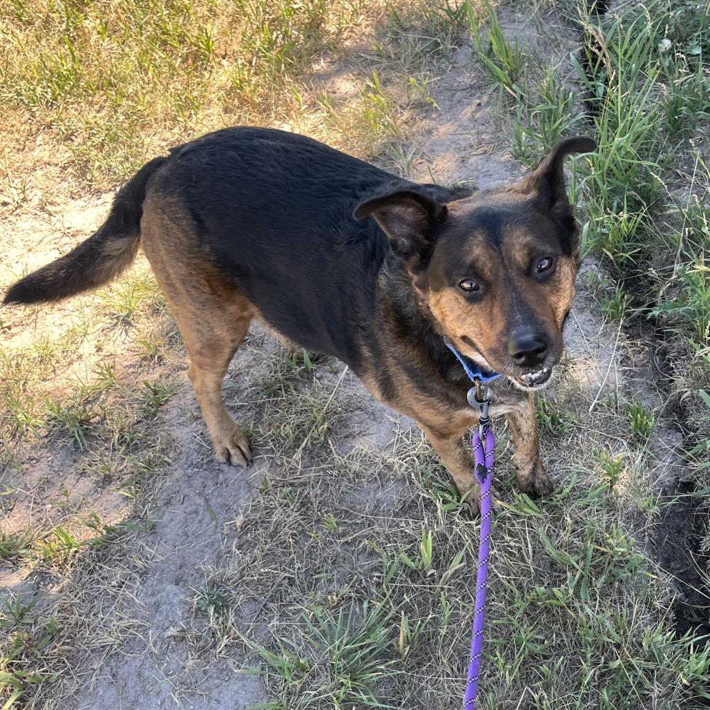Sampson, a Adoptable mixed breed in Cheyenne, WY image 2/4