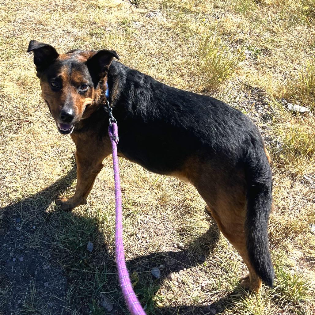 Sampson, a Adoptable mixed breed in Cheyenne, WY image 3/4