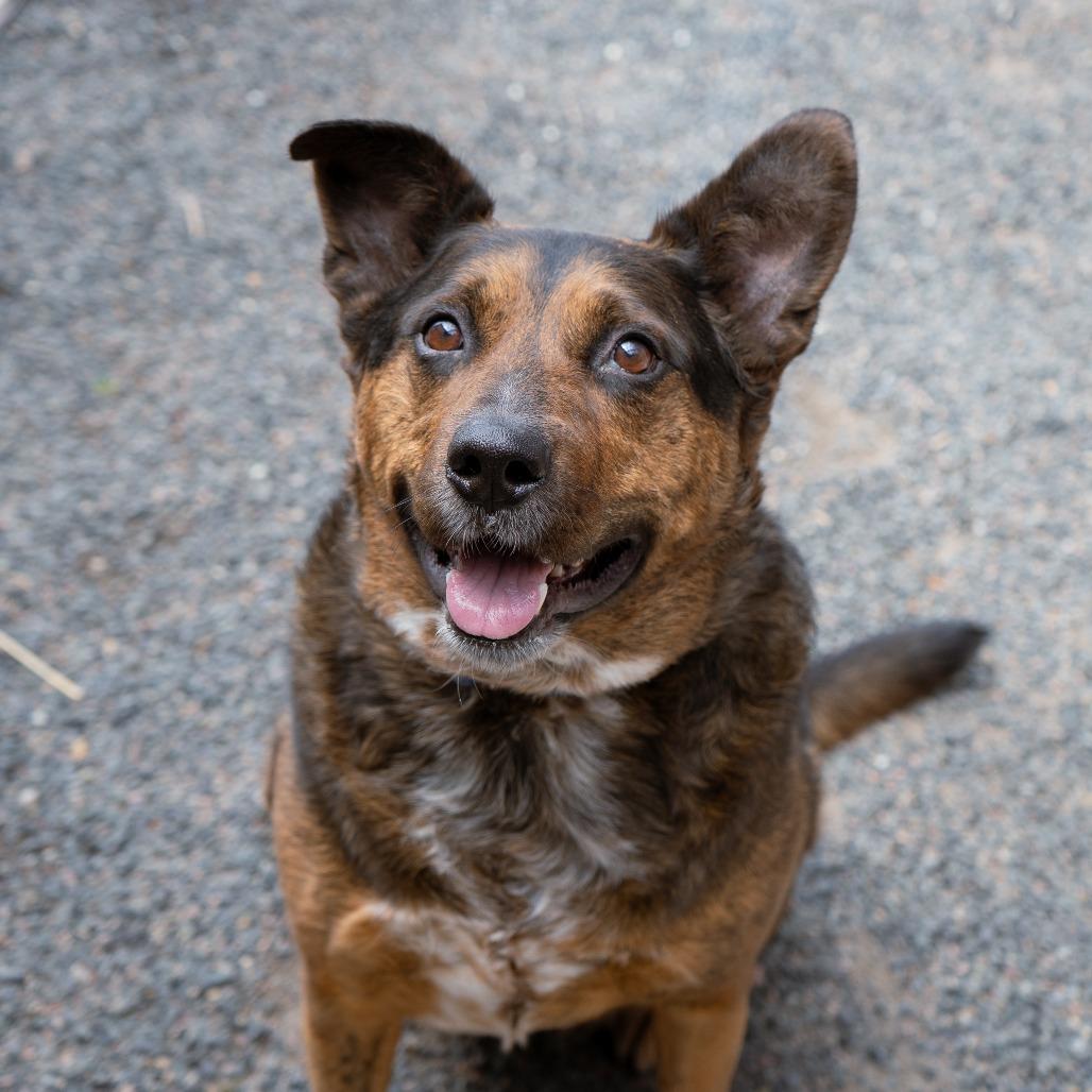 Sampson, a Adoptable mixed breed in Cheyenne, WY image 4/4