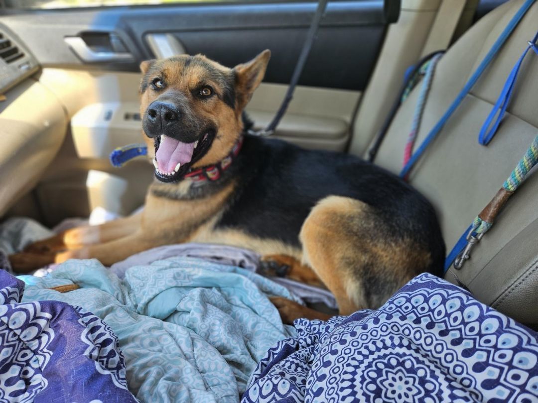 Enlarge Brody, a Adoptable mixed breed in Encino, CA image 5/6
