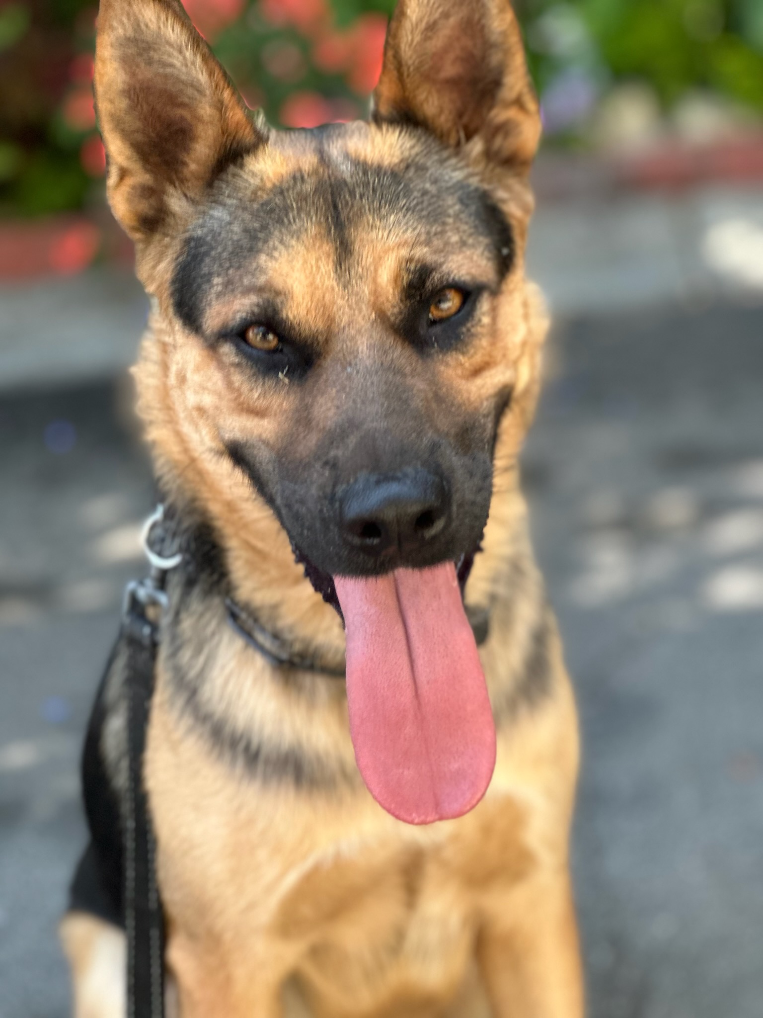 Enlarge Brody, a Adoptable mixed breed in Encino, CA image 1/6