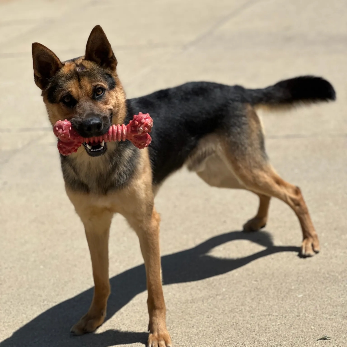Enlarge Brody, a Adoptable mixed breed in Encino, CA image 6/6