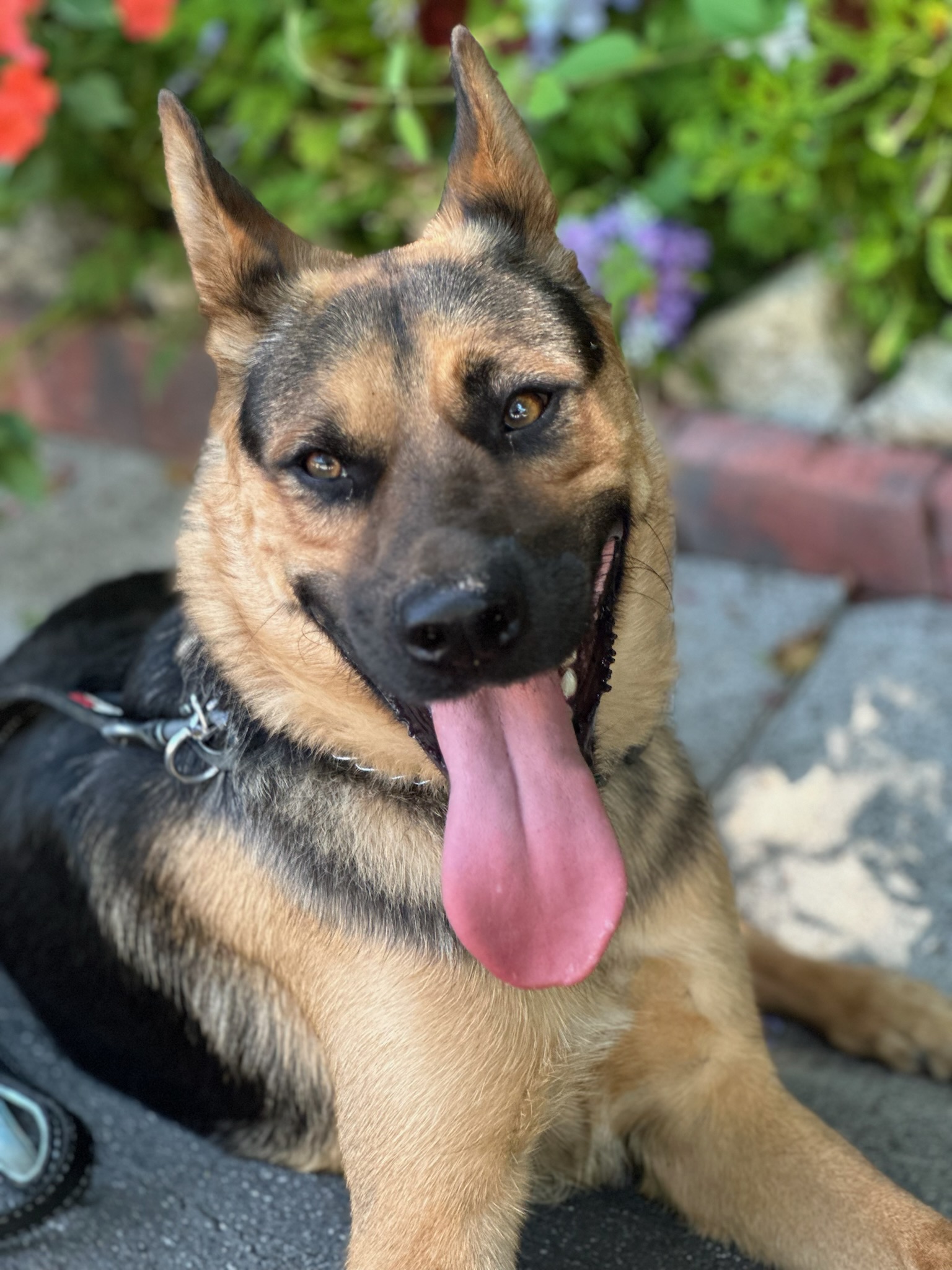 Enlarge Brody, a Adoptable mixed breed in Encino, CA image 2/6