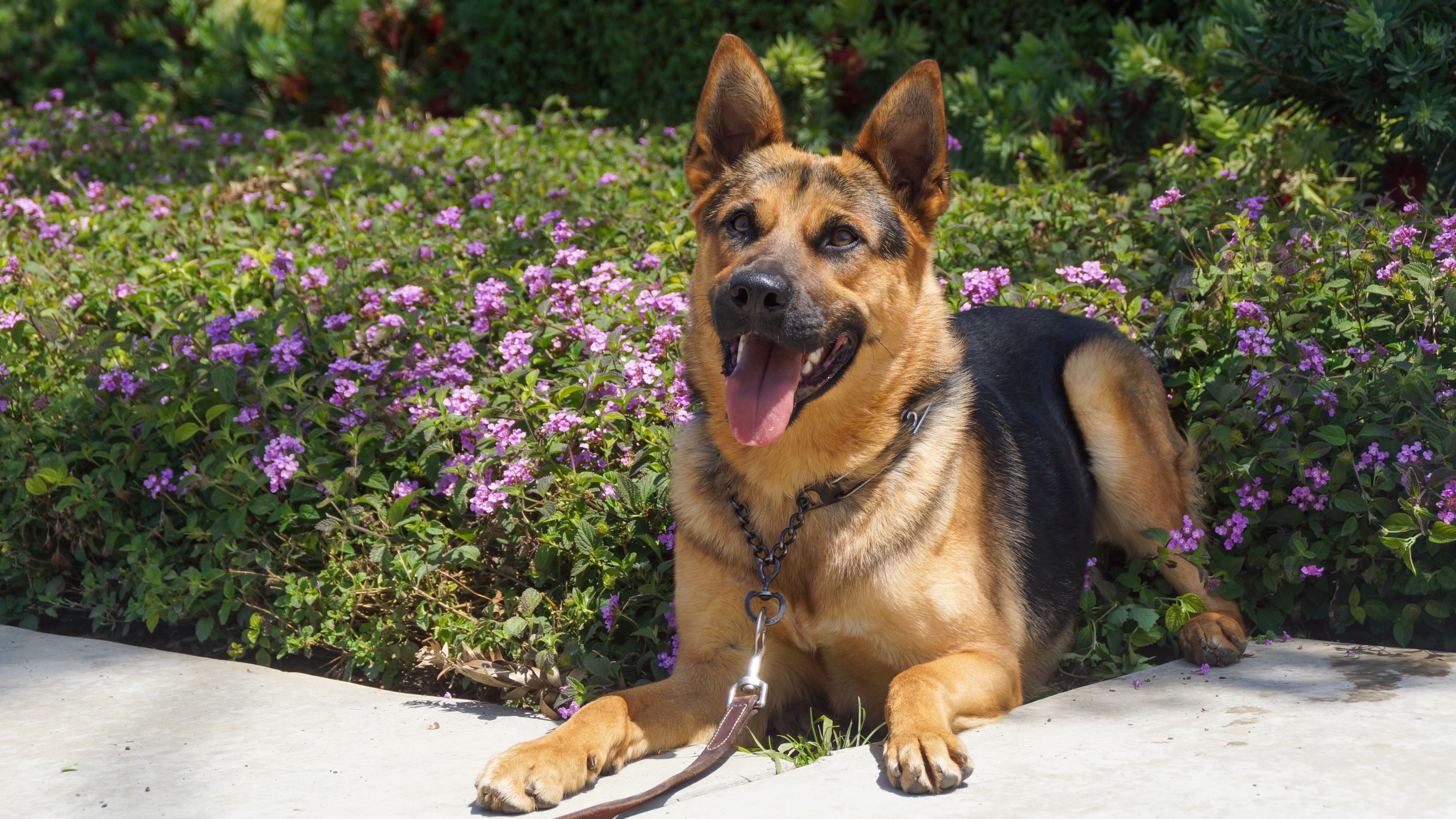 Enlarge Brody, a Adoptable mixed breed in Encino, CA image 3/6