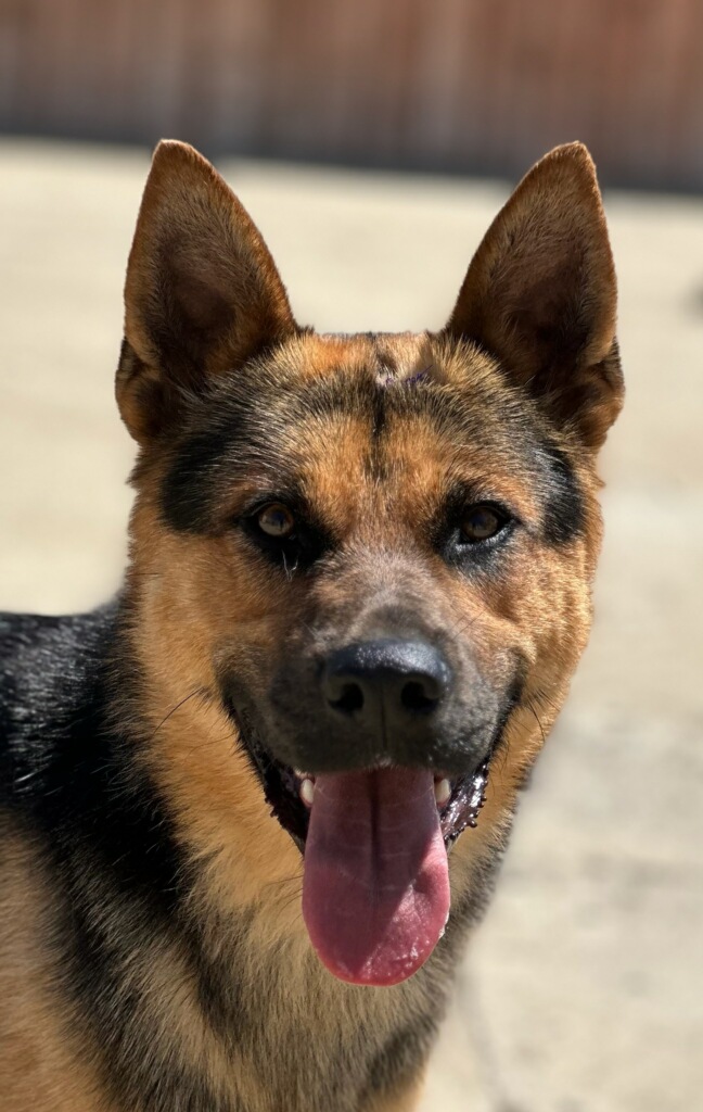 Enlarge Brody, a Adoptable mixed breed in Encino, CA image 4/6