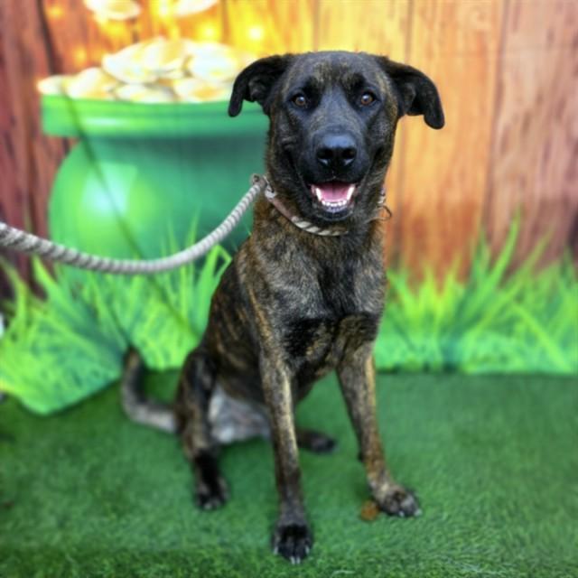 Enlarge CHAMP, a Adoptable Mastiff in Long Beach, CA image 1/1