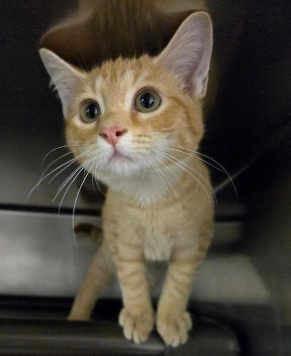 Travis, Adopted, Young Male Domestic Short Hair.