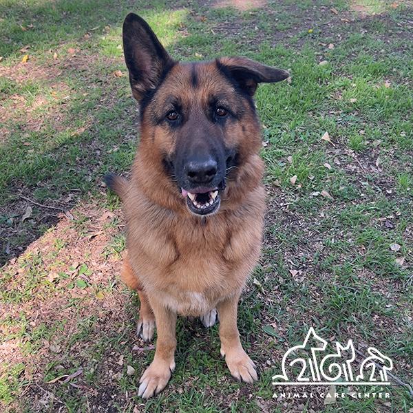 Enlarge RUBY, a Adoptable German Shepherd Dog in Irvine, CA image 1/1