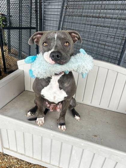 Sparkle, Adoptable, Adult Female Pit Bull Terrier & Mixed Breed.