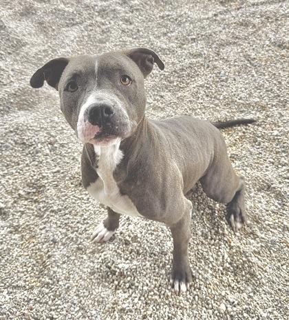 Enlarge Sparkle, a Adoptable mixed breed in Gray, LA image 1/1