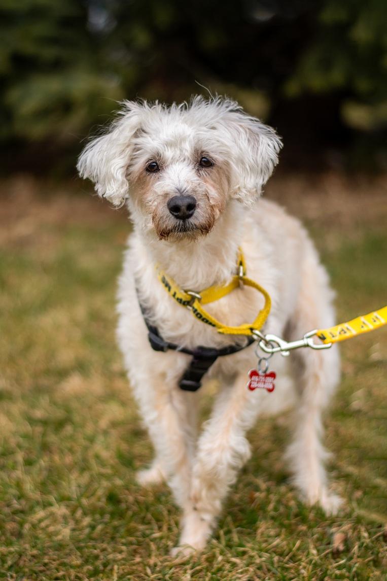 Enlarge Fredy, a Adoptable mixed breed in Mississauga, ON image 4/4