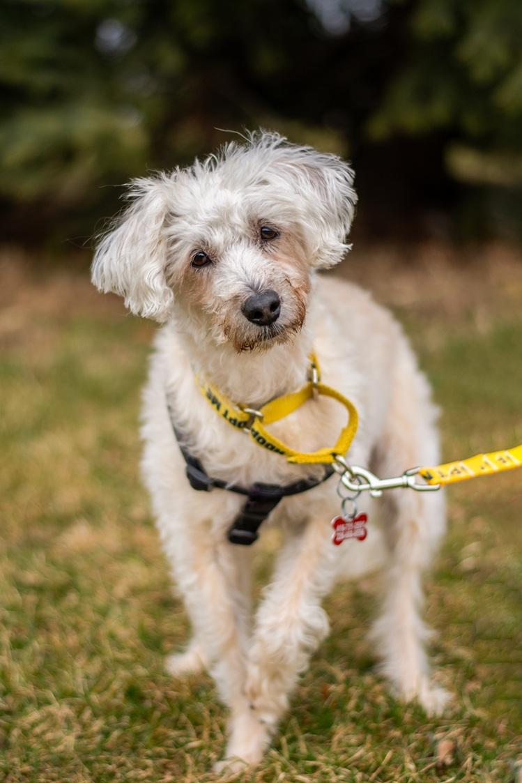 Enlarge Fredy, a Adoptable mixed breed in Mississauga, ON image 1/4