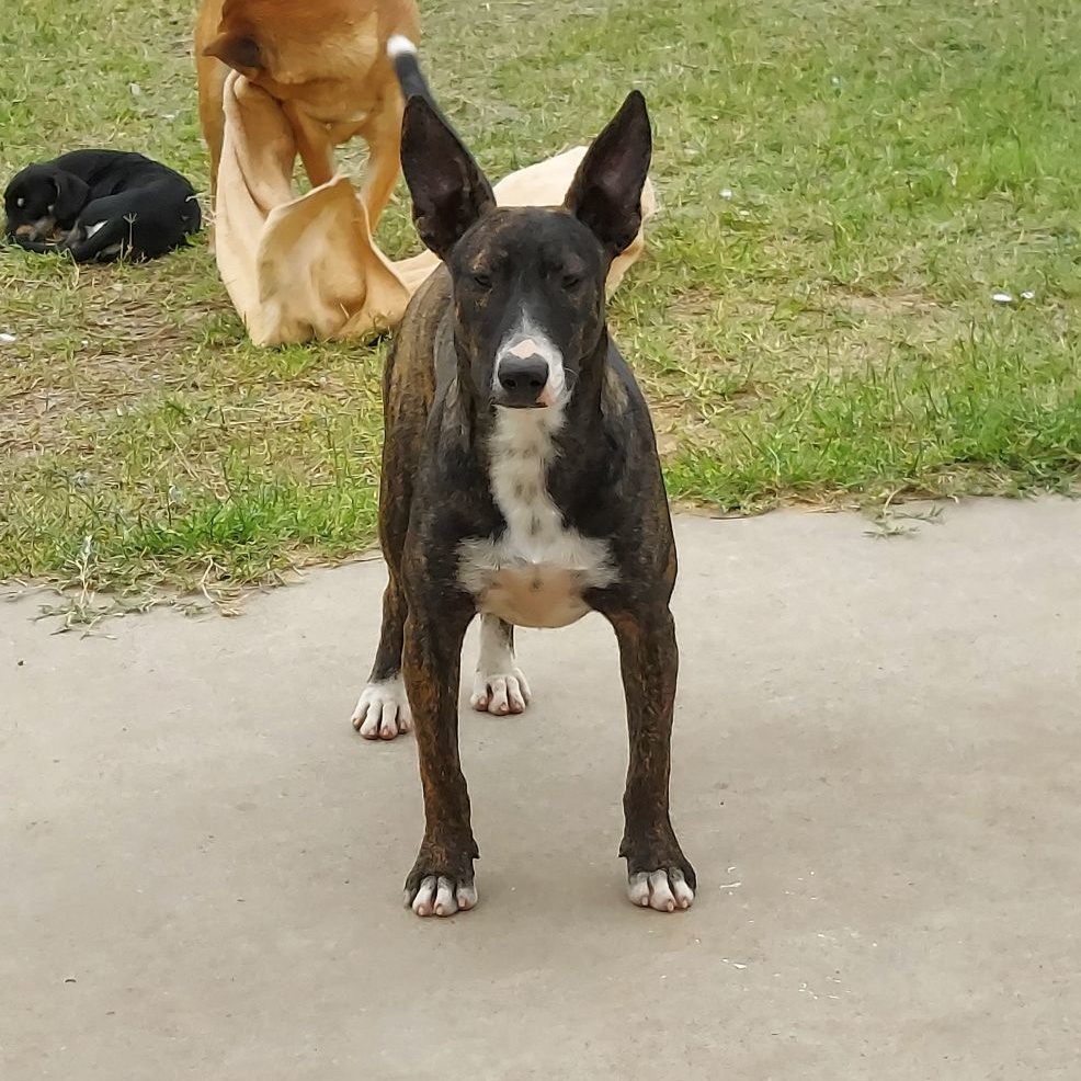 Enlarge Krissy, a Adoptable mixed breed in Toms River, NJ image 1/6