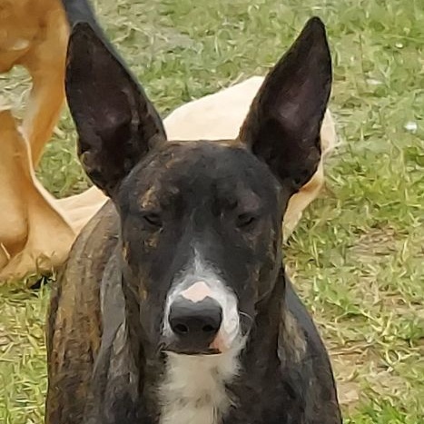 Enlarge Krissy, a Adoptable mixed breed in Toms River, NJ image 2/6