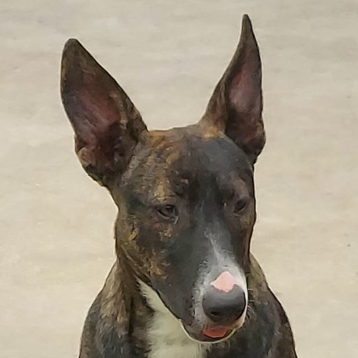 Enlarge Krissy, a Adoptable mixed breed in Toms River, NJ image 4/6