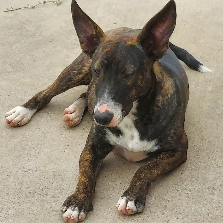 Enlarge Krissy, a Adoptable mixed breed in Toms River, NJ image 5/6