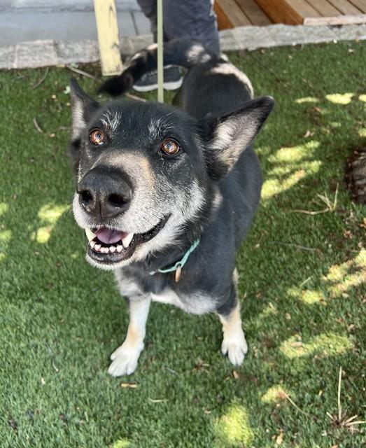 Aviva, ADOPTABLE, Adult Female Shepherd.