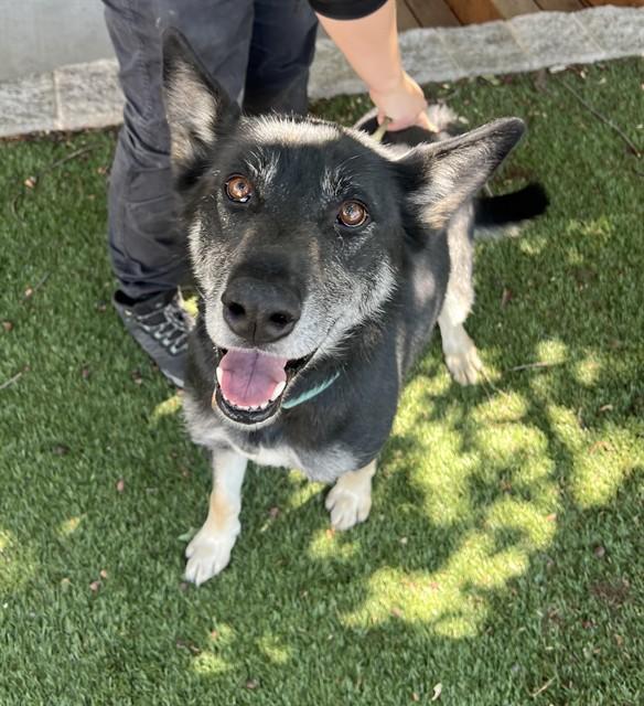 Aviva, a ADOPTABLE mixed breed in Phoenix, OR image 4/6