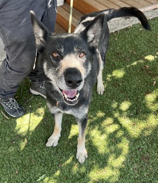 Aviva, a ADOPTABLE mixed breed in Phoenix, OR image 5/6