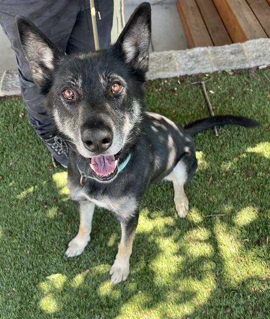 Aviva, a ADOPTABLE mixed breed in Phoenix, OR image 6/6