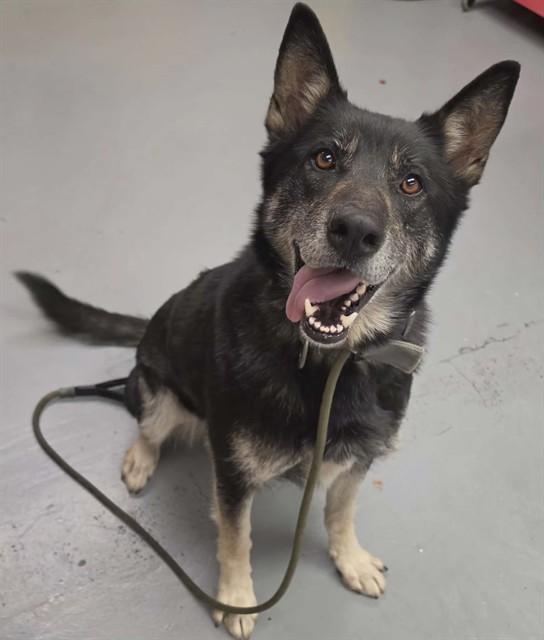 Aviva, a ADOPTABLE mixed breed in Phoenix, OR image 2/6