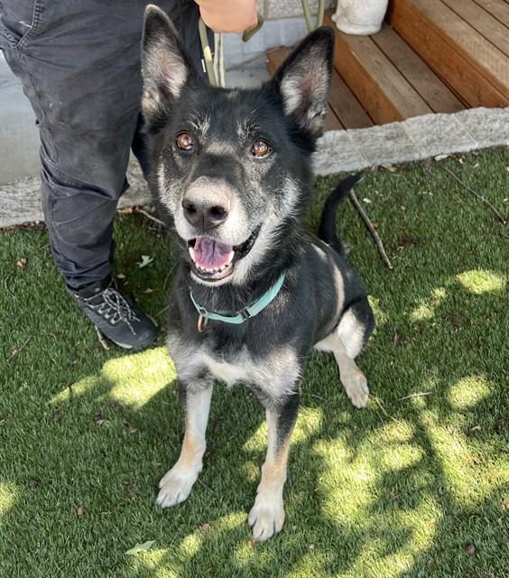Aviva, a ADOPTABLE mixed breed in Phoenix, OR image 3/6