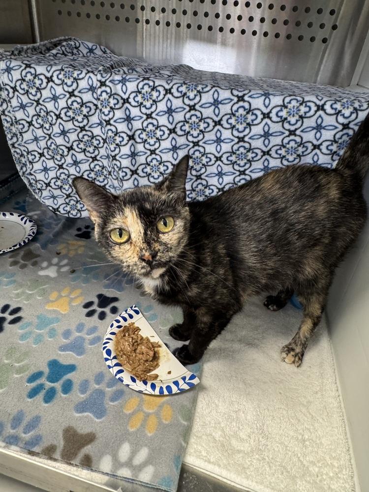 Enlarge Penumbra, a Adoptable Domestic Short Hair in Fort Walton Beach, FL image 1/1