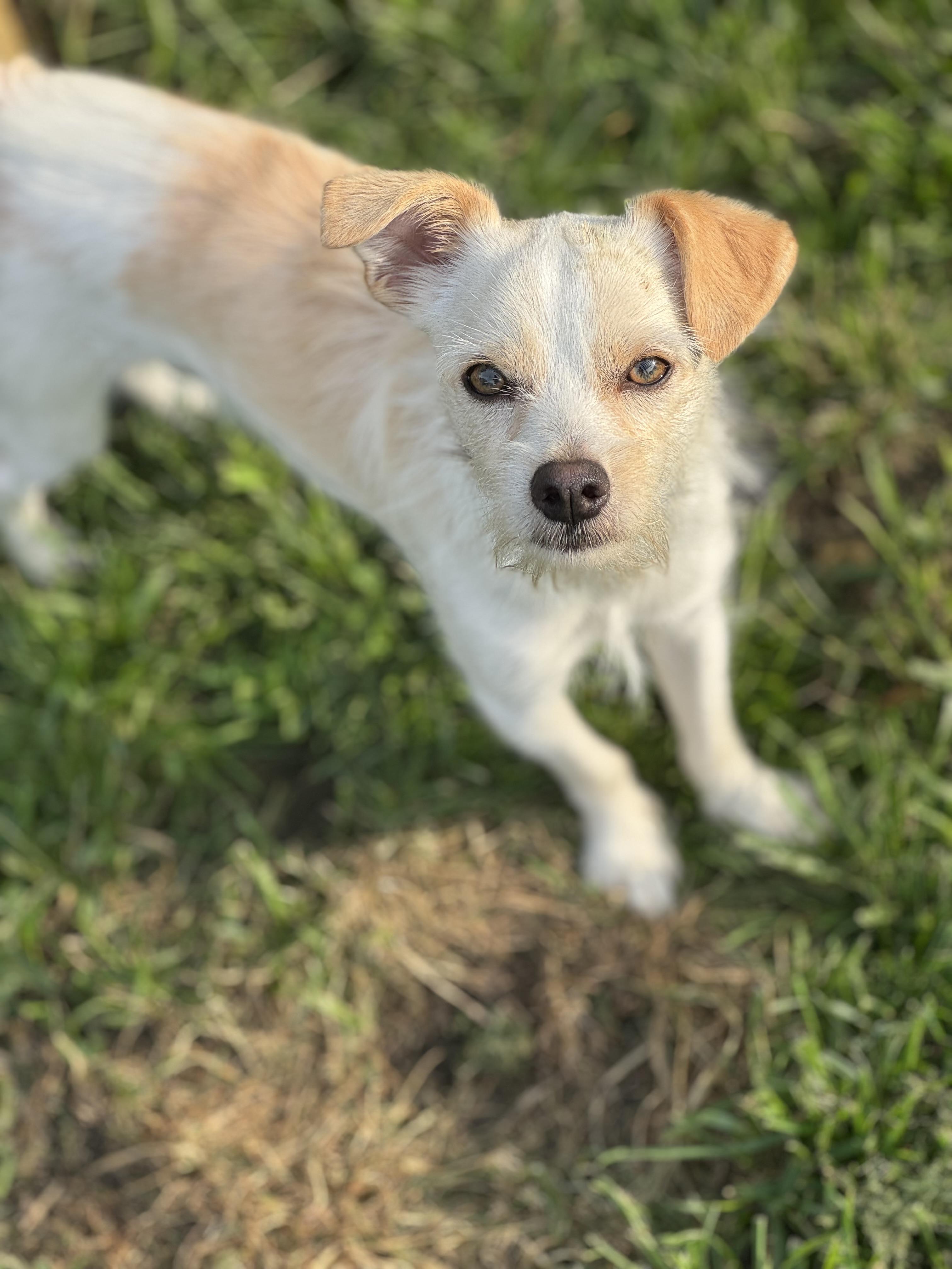 Boomer, Young Male Parson Russell Terrier