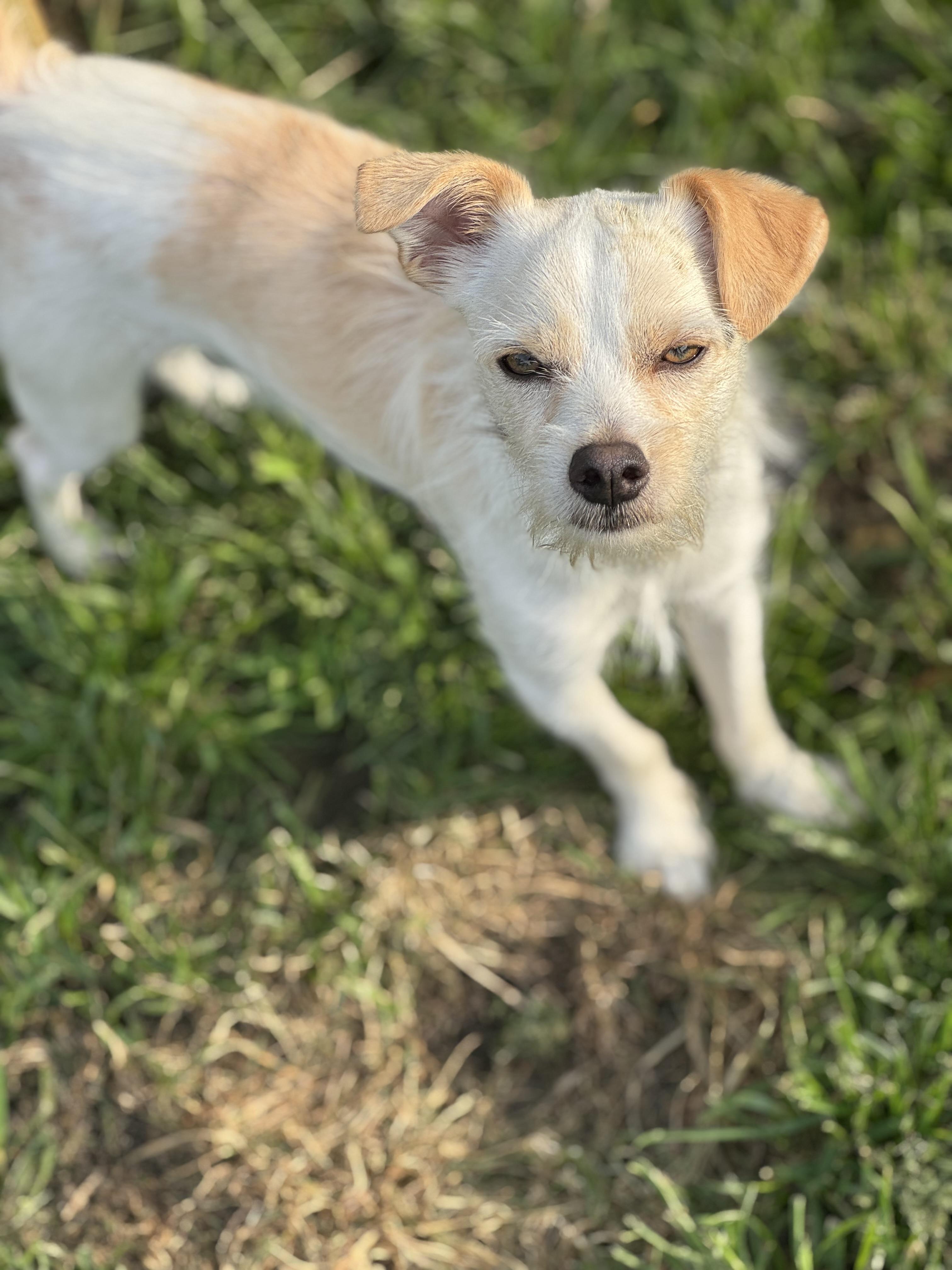 Boomer photo 2