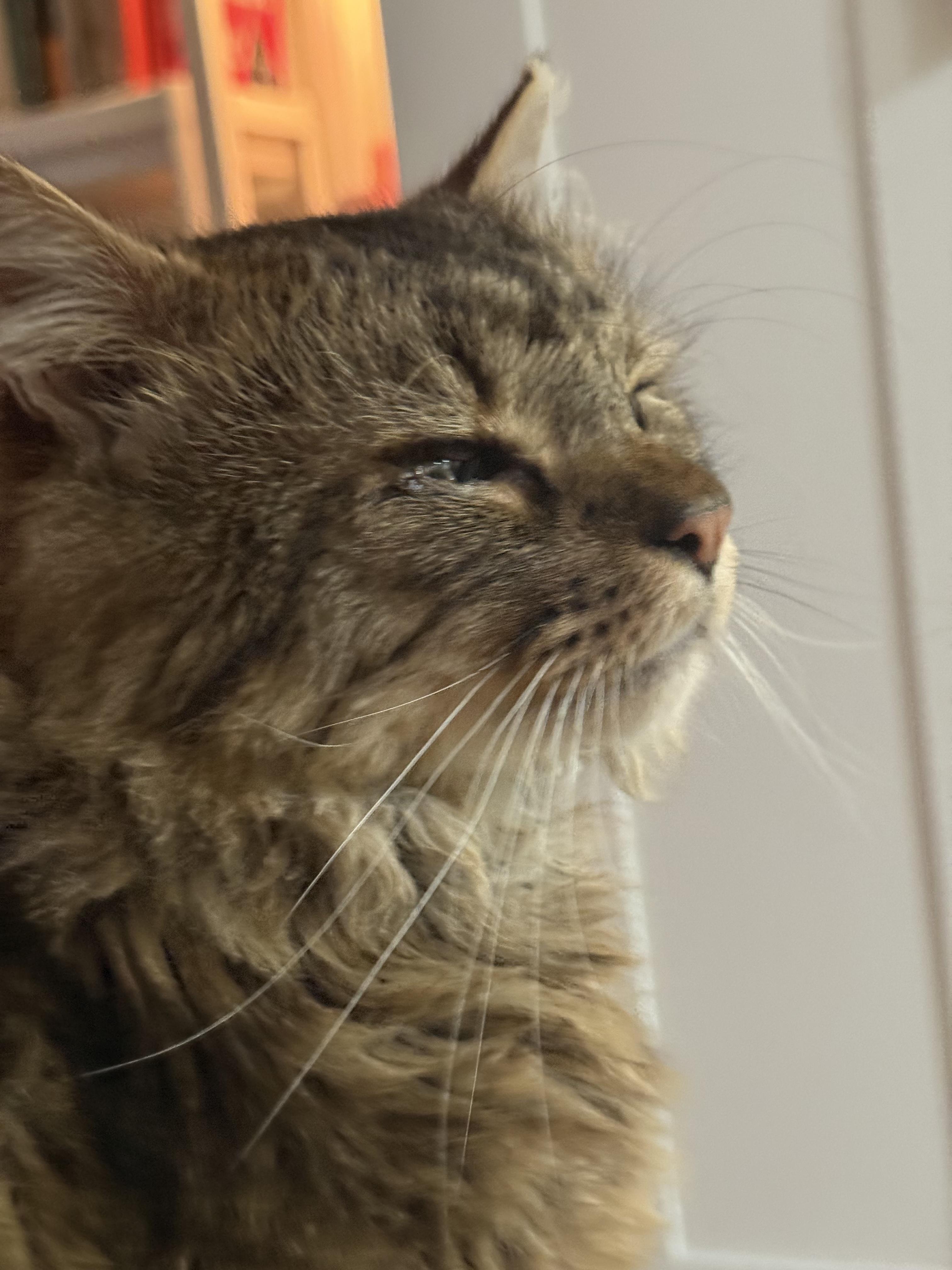 Enzo the Affectionate, Adoptable, Young Male Domestic Medium Hair.