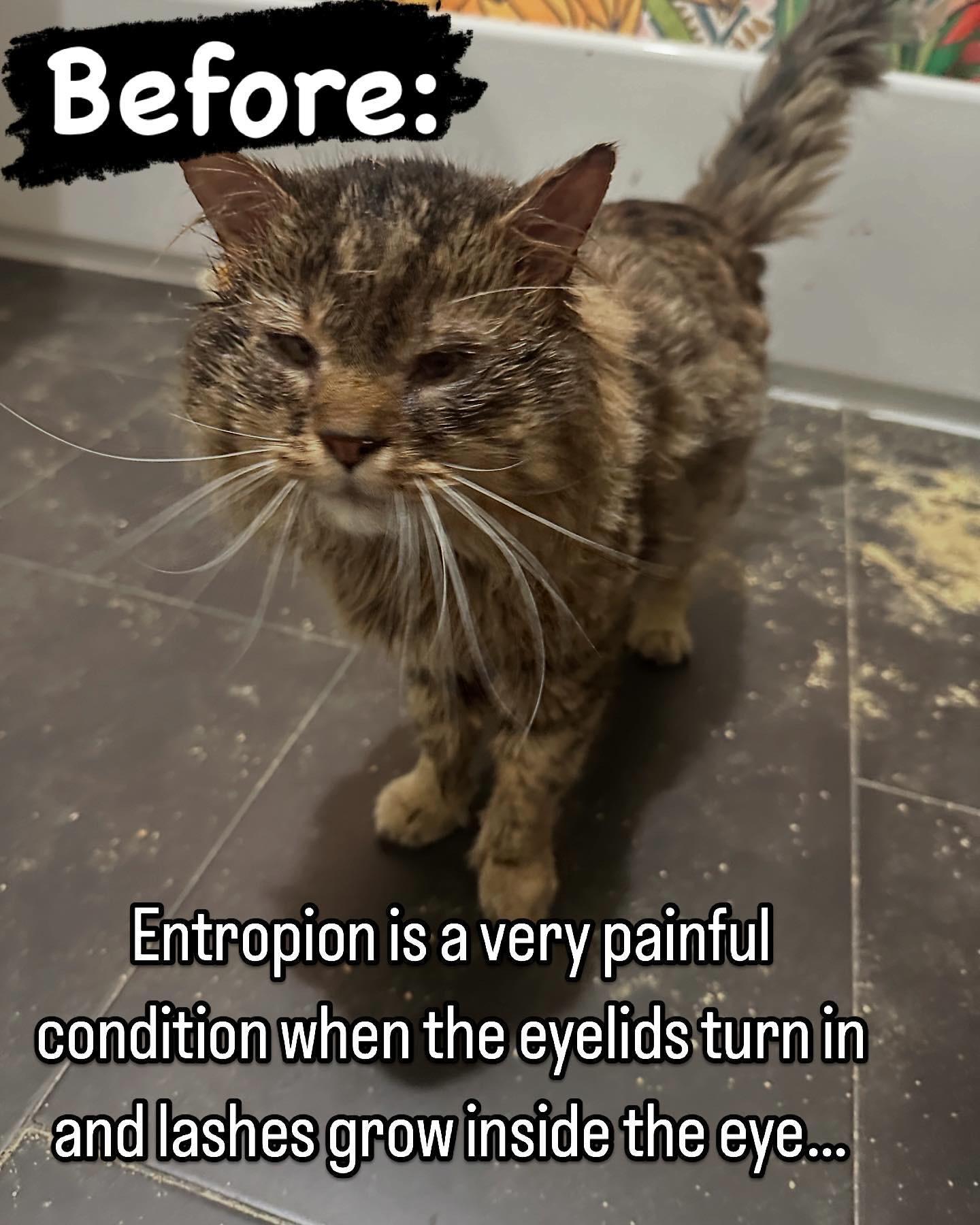 Enzo The Affectionate thumbnail 2