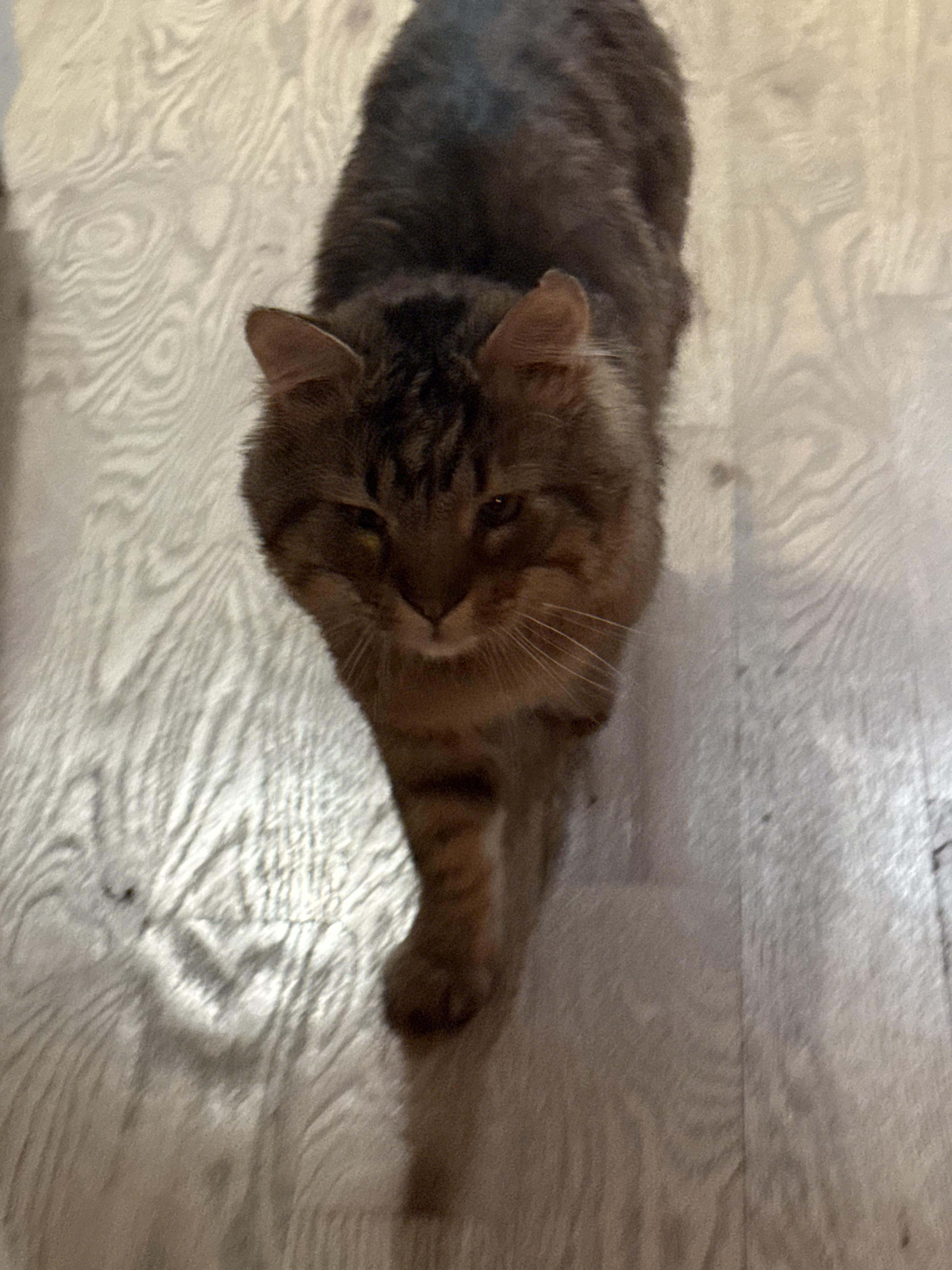 Enzo The Affectionate thumbnail 4