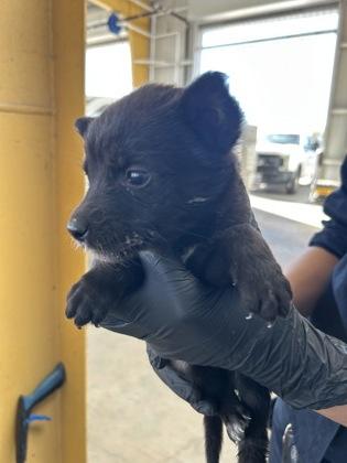 Mango — thumbnail 2