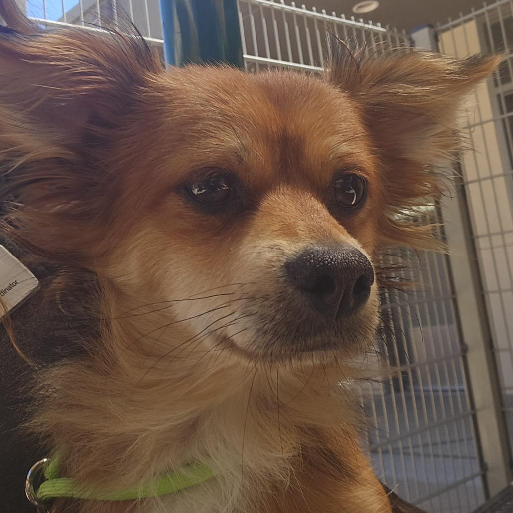 Fantastic Fox, Adoptable, Adult Male Smooth Fox Terrier.