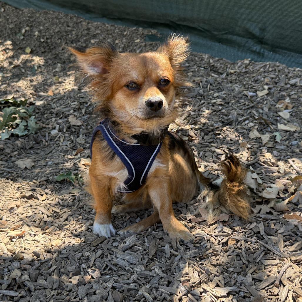 Fantastic Fox, a Adoptable Smooth Fox Terrier in Sonoma, CA image 3/5