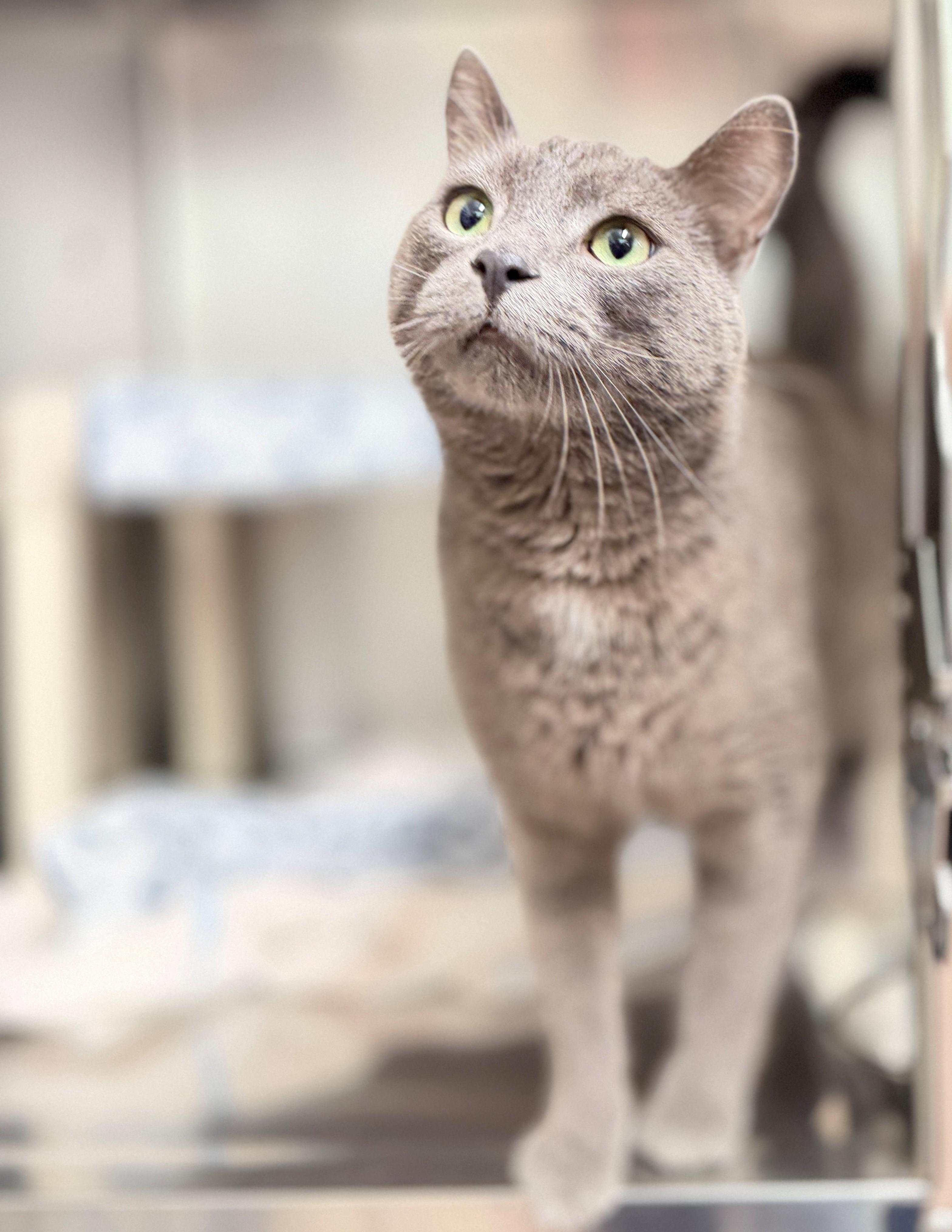 Simba, adoptable, Adult Male Domestic Short Hair.