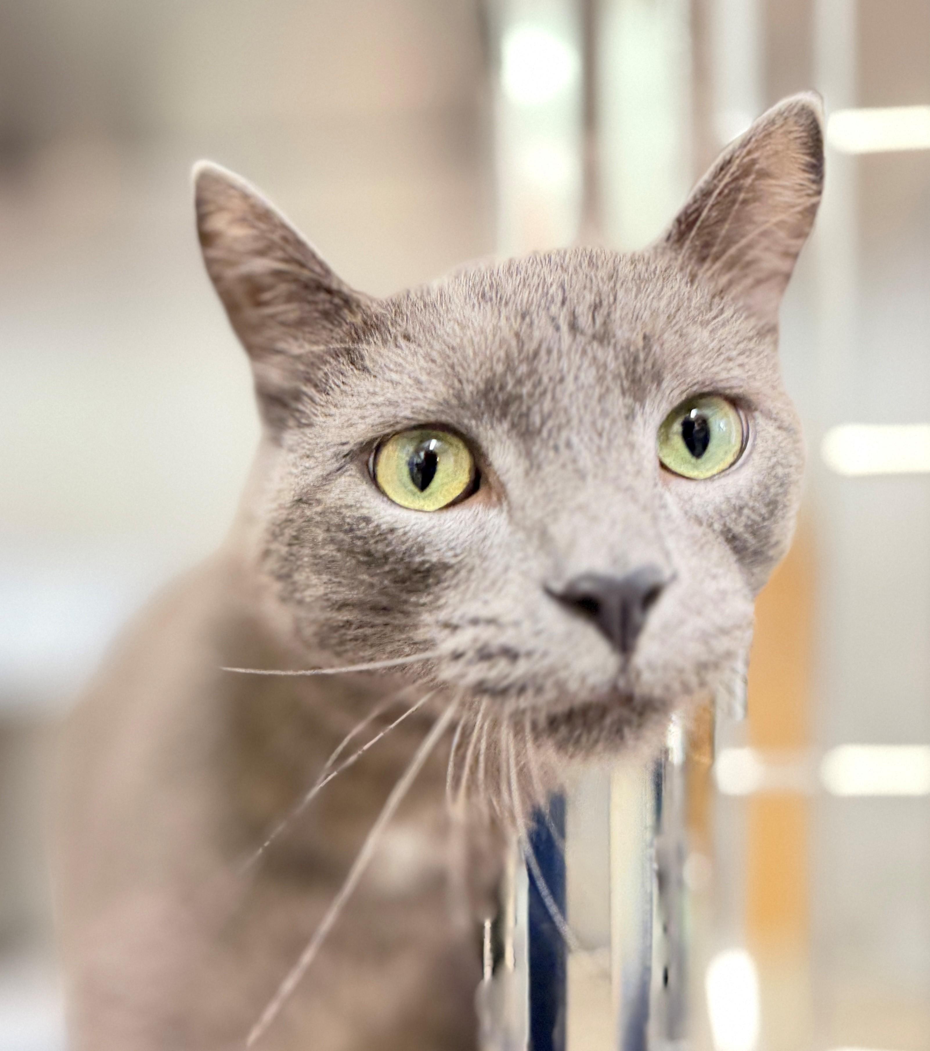 Simba, an adoptable Domestic Short Hair in Hamilton, ON image 3/3