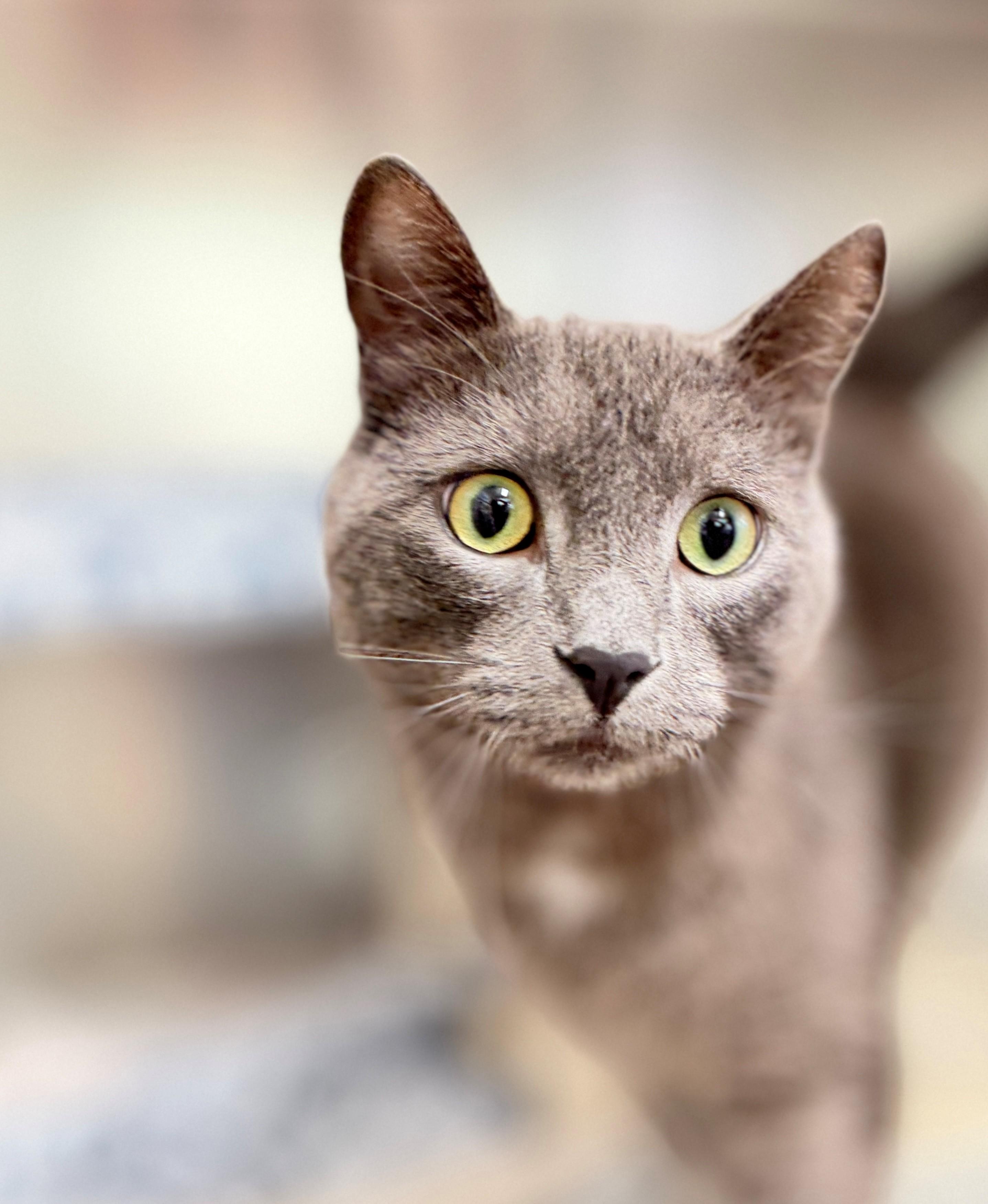 Simba, an adoptable Domestic Short Hair in Hamilton, ON image 2/3