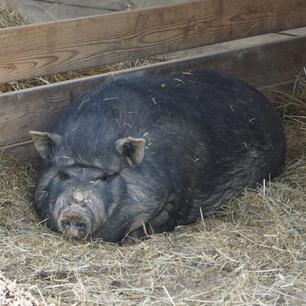 Enlarge Gillian, a Adoptable Vietnamese Pot Bellied in Asheville, NC image 1/3