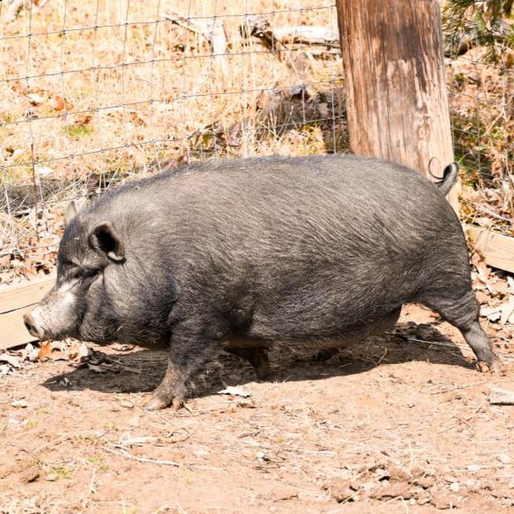 Enlarge Gillian, a Adoptable Vietnamese Pot Bellied in Asheville, NC image 2/3