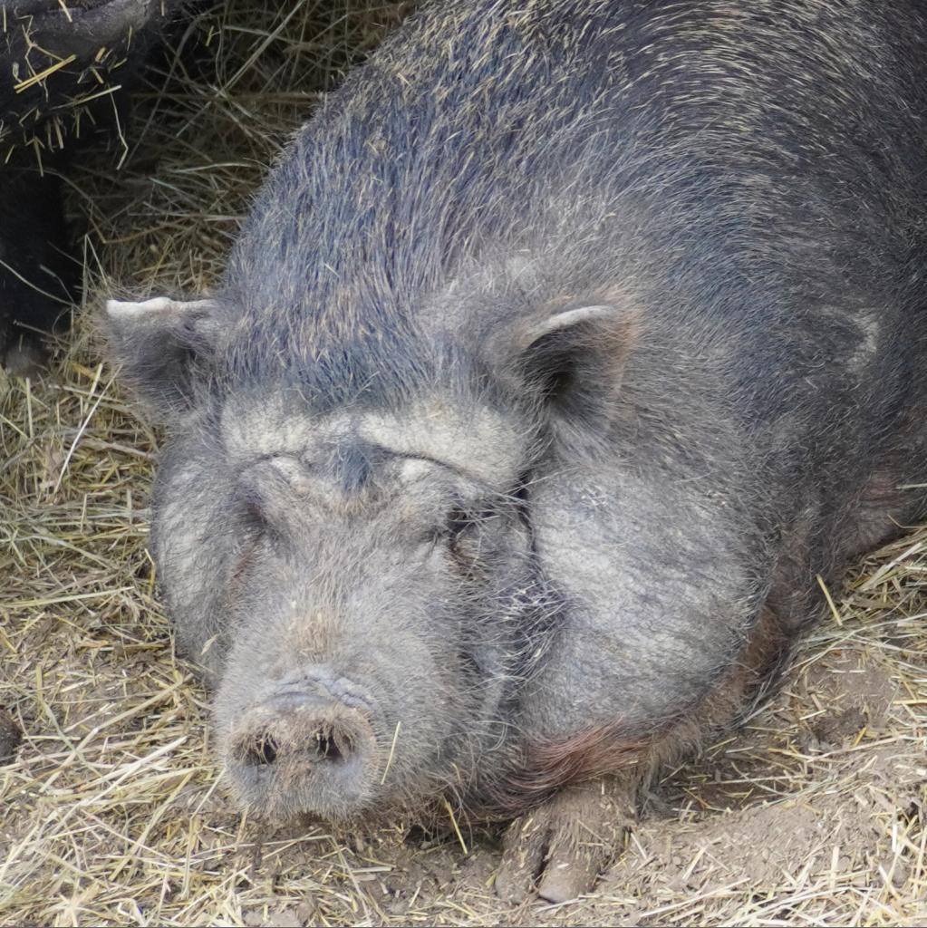 Enlarge Gillian, a Adoptable Vietnamese Pot Bellied in Asheville, NC image 3/3