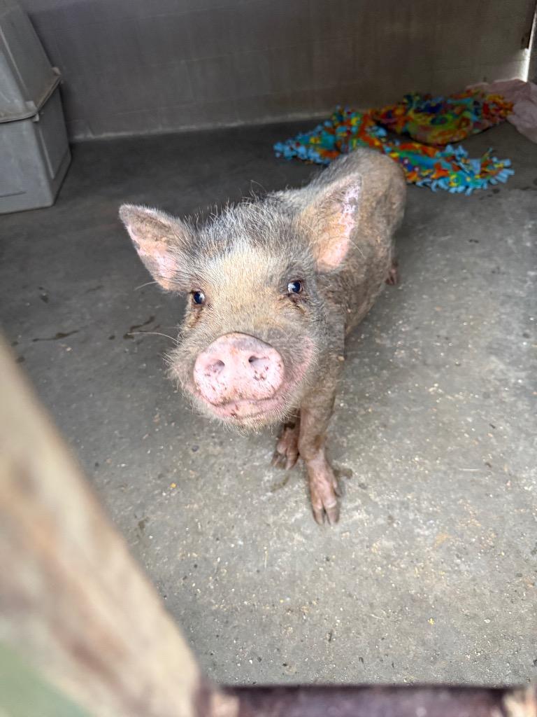 Mr. Apples, Adoptable, Young Male Pig.