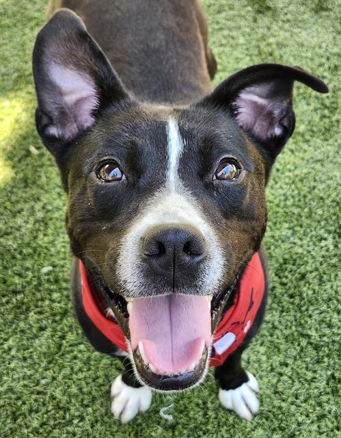 Enlarge PARIS, a Adoptable Mixed Breed in Newton, NC image 1/1