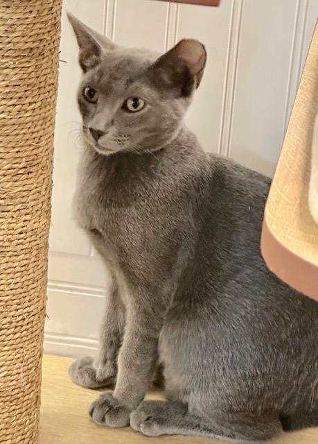 Butterscotch, Adoptable, Young Male Domestic Short Hair.