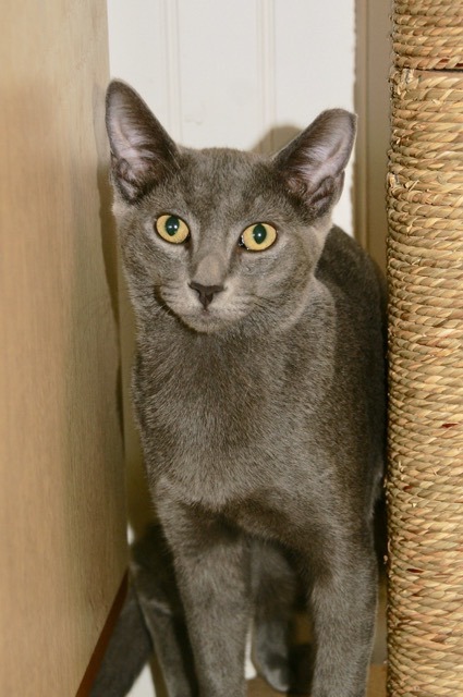 Butterscotch, a Adoptable mixed breed in Englewood, FL image 2/2